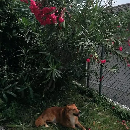 게스트하우스 Le Palme 리베라