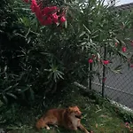 Πανσιόν Le Palme Monteceneri