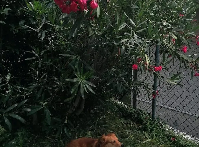 Vendégház Le Palme Monteceneri